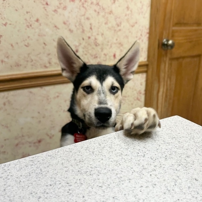Bubbie, an adoptable German Shepherd Dog Mix in Tulsa, OK_image-4