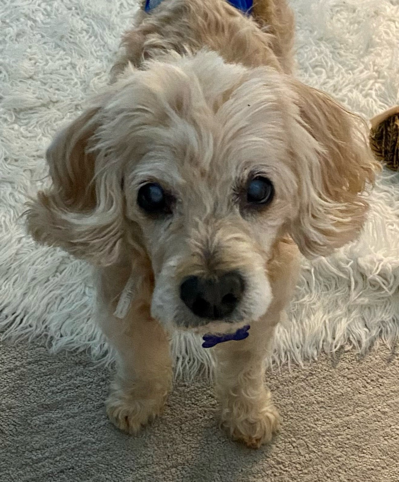 King Charles 23079, an adoptable Cocker Spaniel in Parker, CO, 80134 | Photo Image 1