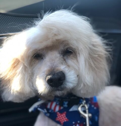 King Charles 23079, an adoptable Cocker Spaniel in Parker, CO, 80134 | Photo Image 2