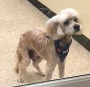 King Charles 23079, an adoptable Cocker Spaniel in Parker, CO, 80134 | Photo Image 3