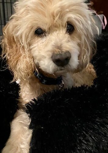 King Charles 23079, an adoptable Cocker Spaniel in Parker, CO, 80134 | Photo Image 4