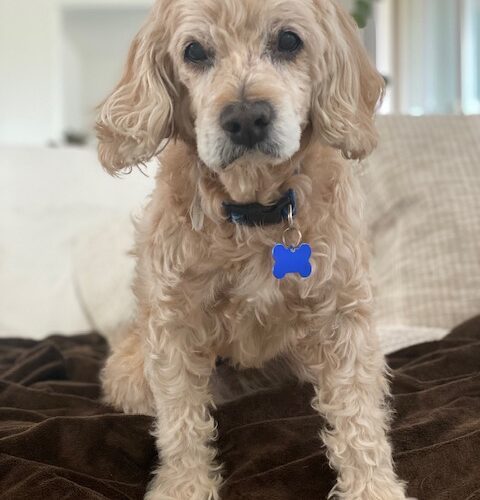 King Charles 23079, an adoptable Cocker Spaniel in Parker, CO, 80134 | Photo Image 5