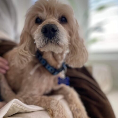 King Charles 23079, an adoptable Cocker Spaniel in Parker, CO, 80134 | Photo Image 6