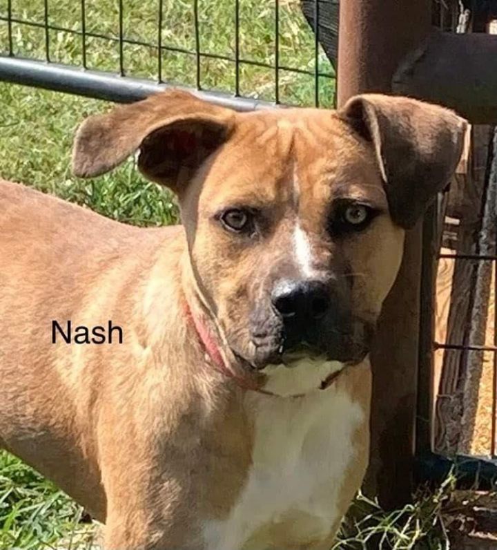Nash 1