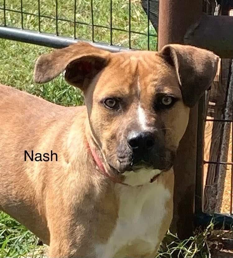 Nash, an adoptable Black Mouth Cur, Mixed Breed in Tonawanda, NY, 14150 | Photo Image 1