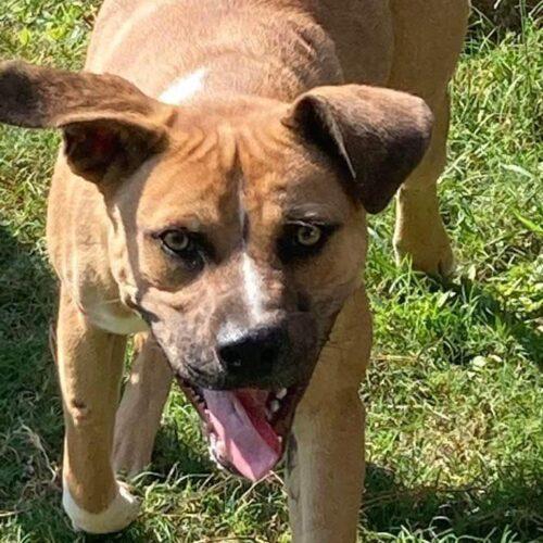 Nash, an adoptable Black Mouth Cur, Mixed Breed in Tonawanda, NY, 14150 | Photo Image 2