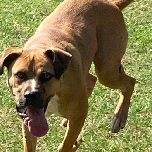 Nash, an adoptable Black Mouth Cur, Mixed Breed in Tonawanda, NY, 14150 | Photo Image 3