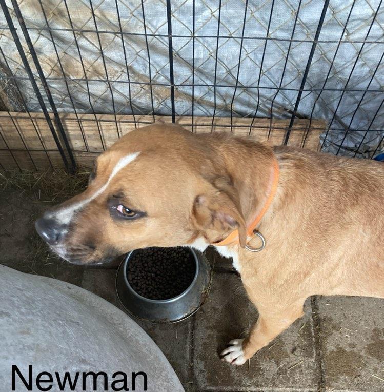 Newman, an adoptable Black Mouth Cur, Mixed Breed in Tonawanda, NY, 14150 | Photo Image 1