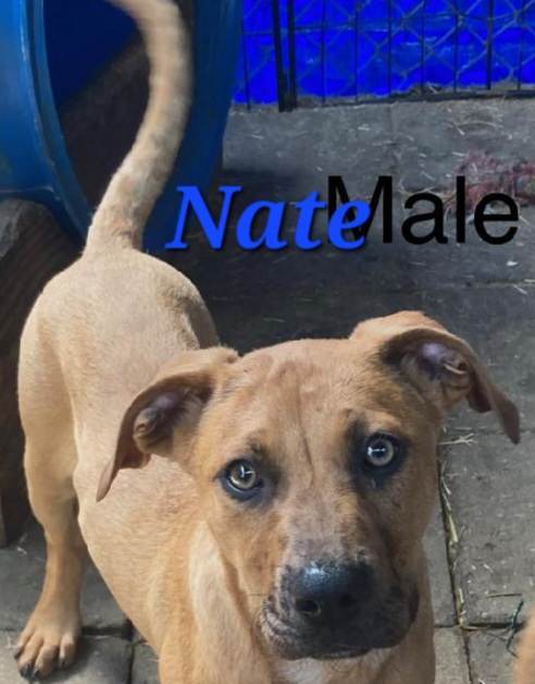 Nate, an adoptable Black Mouth Cur, Mixed Breed in Tonawanda, NY, 14150 | Photo Image 1