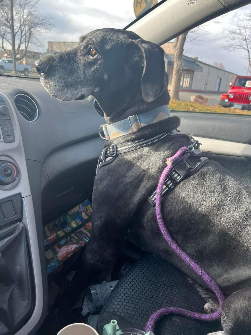 Max, an adoptable Great Dane in Windsor, CO, 80550 | Photo Image 3