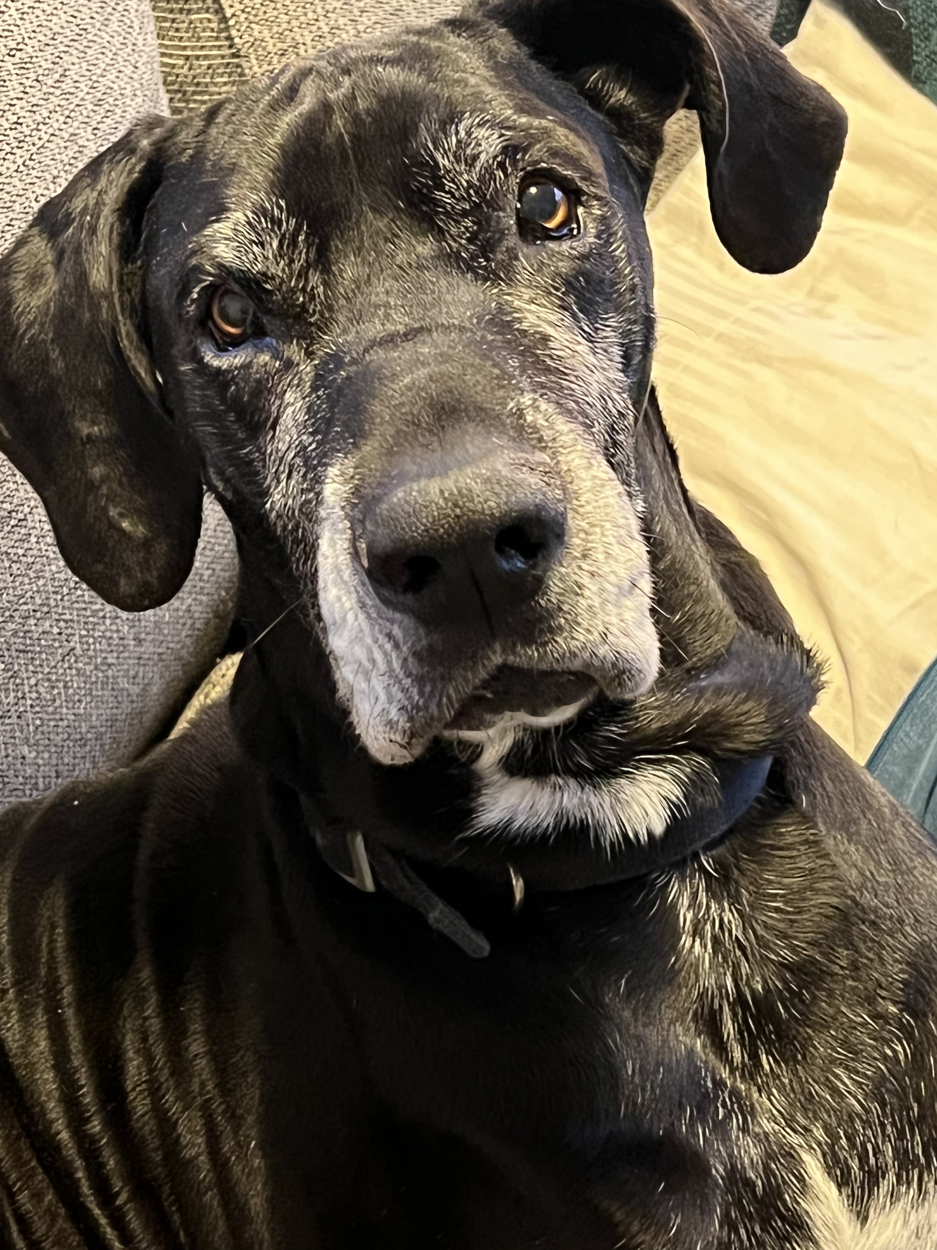 Max, an adoptable Great Dane in Windsor, CO, 80550 | Photo Image 4