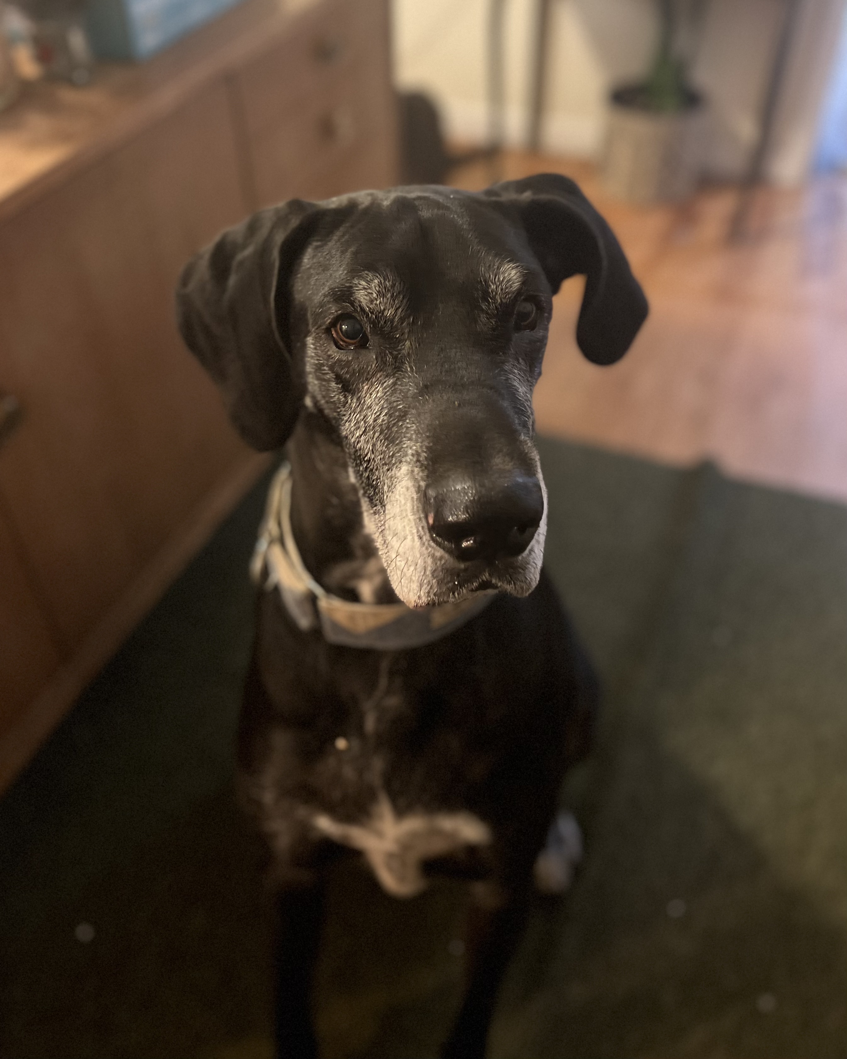 Max, an adoptable Great Dane in Windsor, CO, 80550 | Photo Image 5