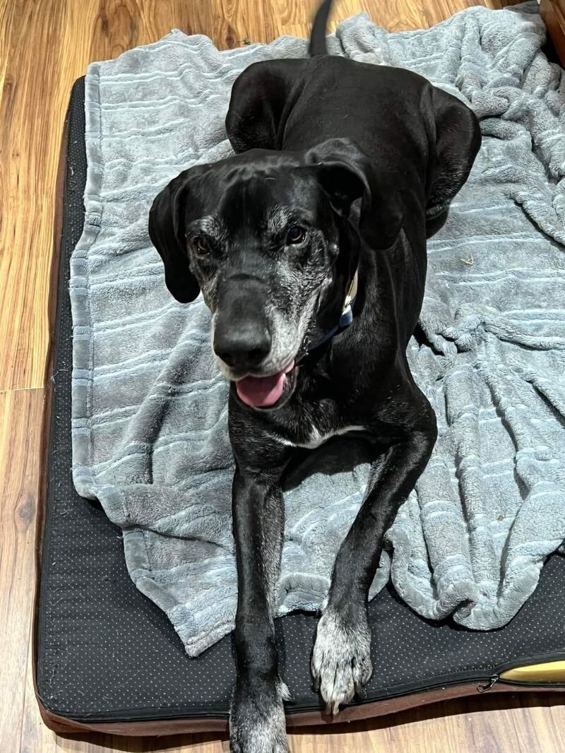 Max, an adoptable Great Dane in Windsor, CO, 80550 | Photo Image 6