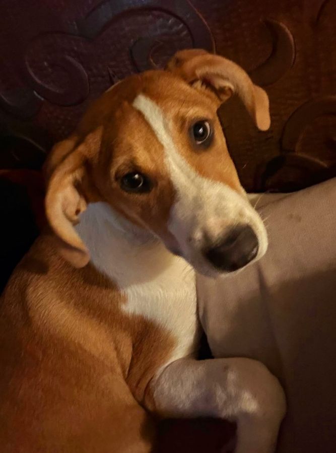 Odie