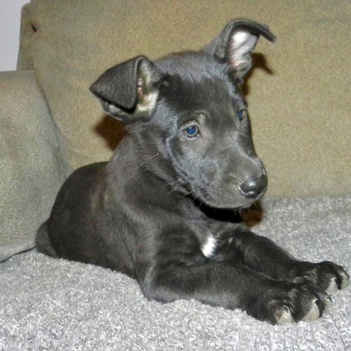 Matilda , an adoptable Black Labrador Retriever & Australian Kelpie Mix in Southaven , MS_image-2