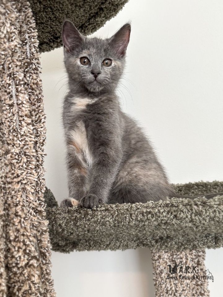 Primrose, an adoptable Domestic Short Hair in Providence Forge, VA_image-6
