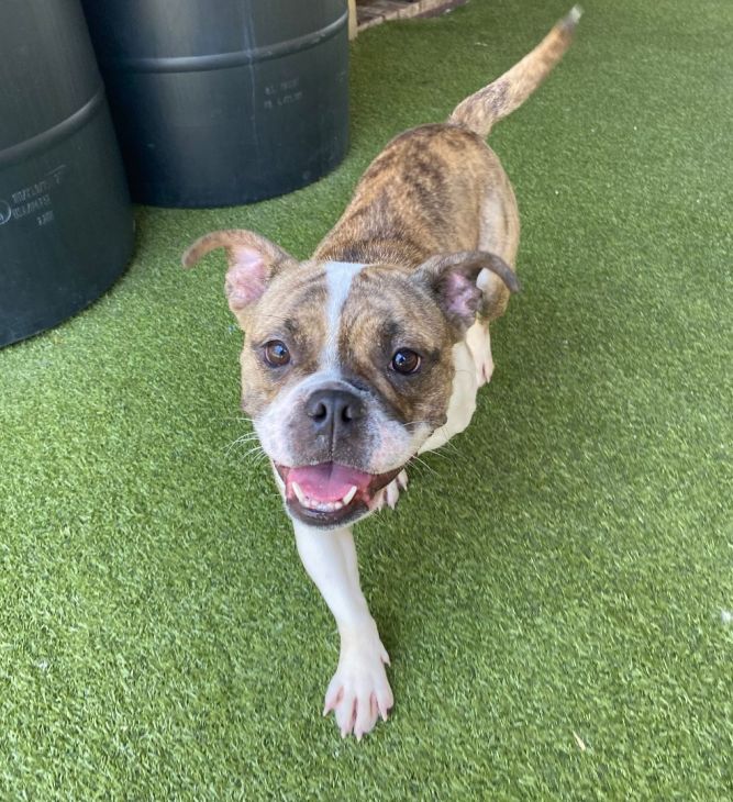 Secco (bonded to Armani)