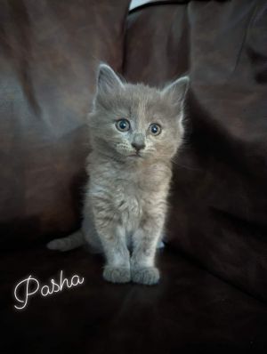 Pasha