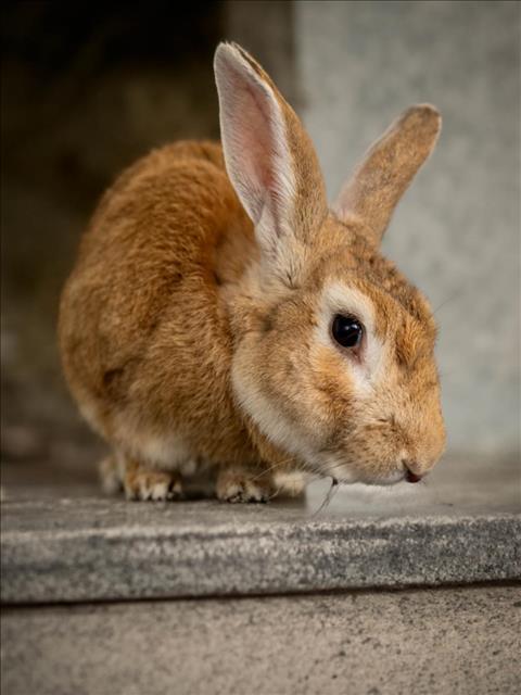 BAMBI, an adoptable Bunny Rabbit in Upper Marlboro, MD_image-1