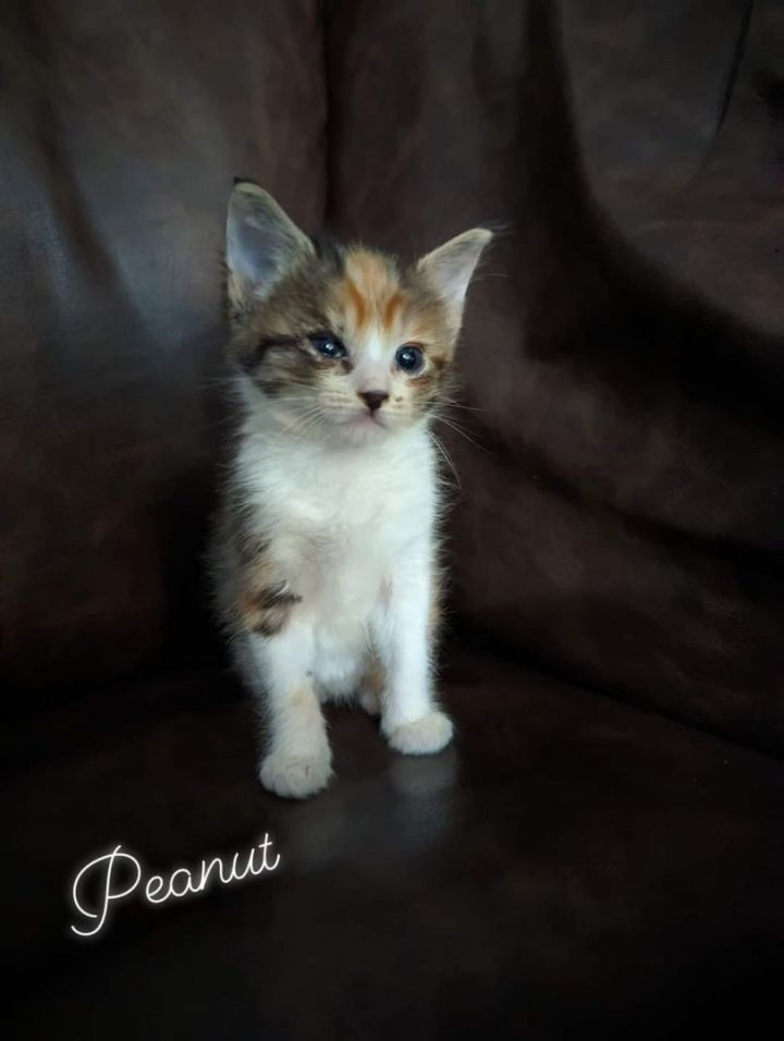 Peanut  1