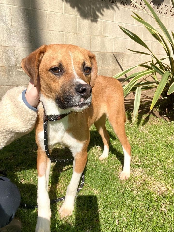 Zellie, an adoptable Boxer & Beagle Mix in Irvine, CA_image-4
