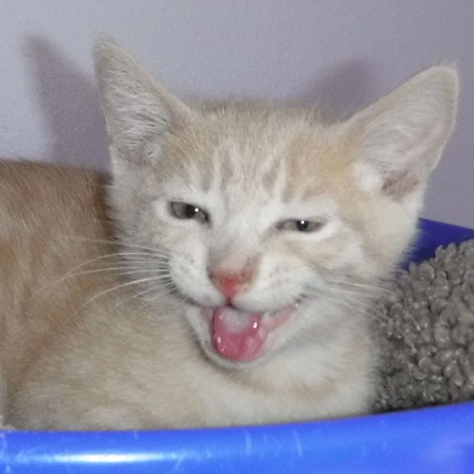 Adrian - Adorable Buff Kitten