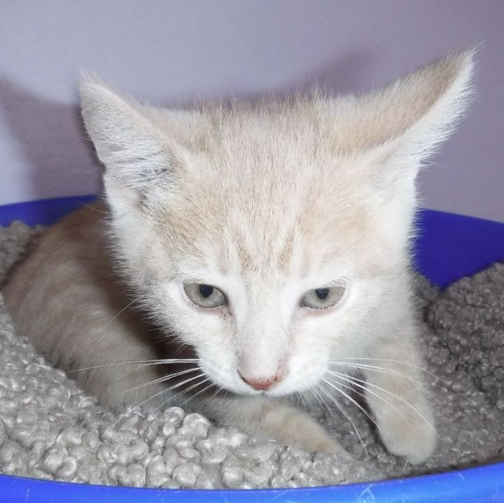 Adrian - Adorable Buff Kitten 3
