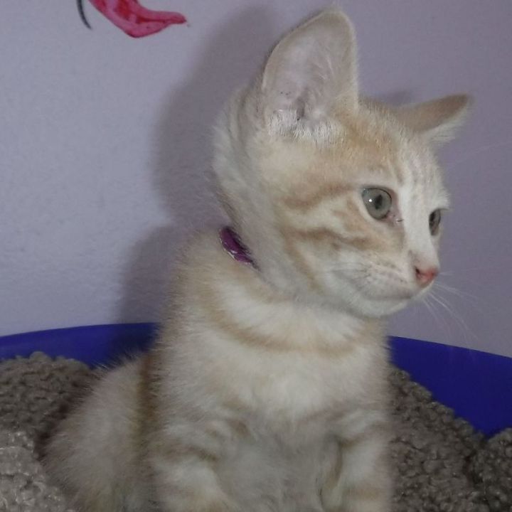 Adrian - Adorable Buff Kitten 4