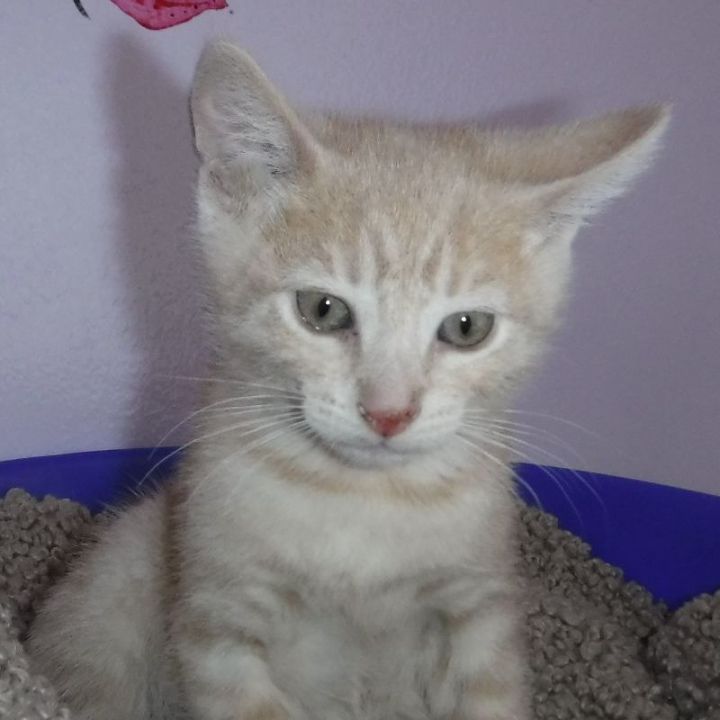 Adrian - Adorable Buff Kitten, an adopted Tabby Mix in Ocean Shores, WA_image-5