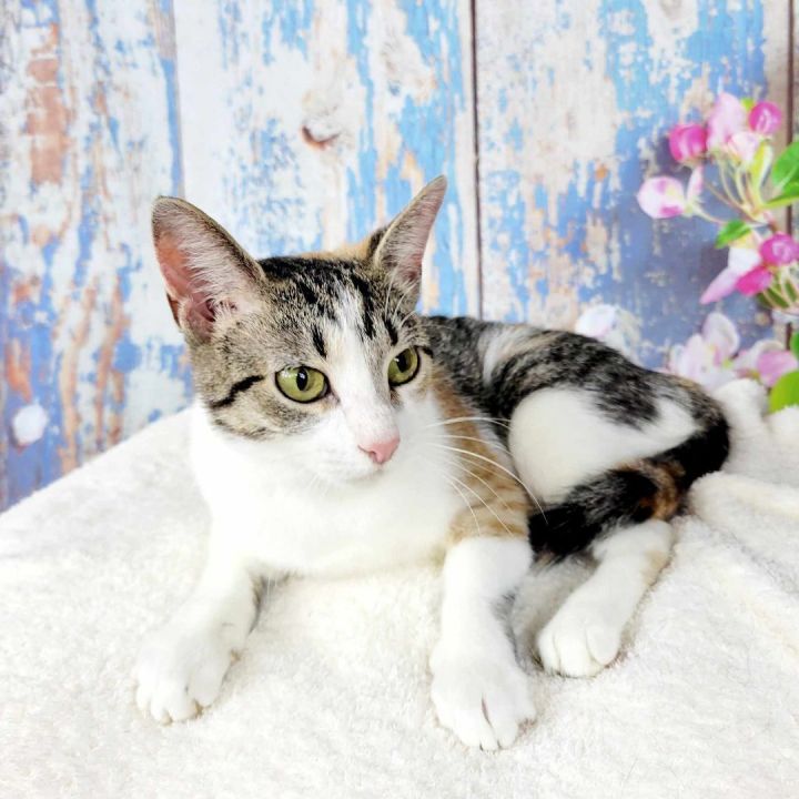 Ducati, an adoptable Tabby & Calico Mix in Greensburg, PA_image-2