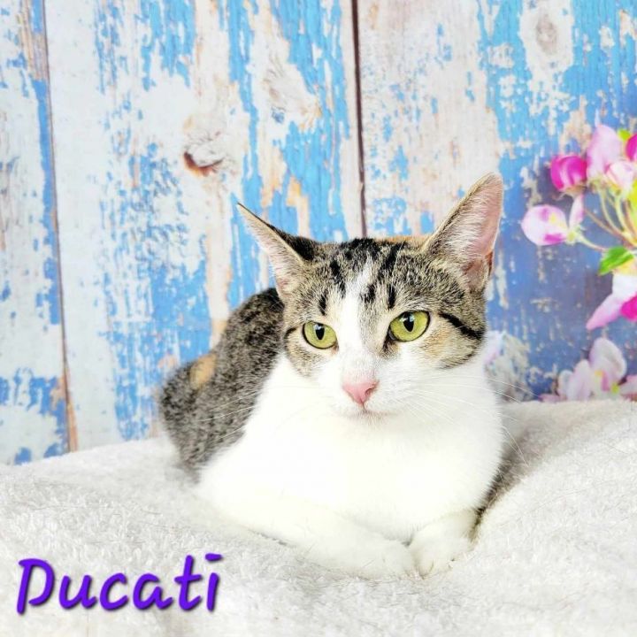 Ducati, an adoptable Tabby & Calico Mix in Greensburg, PA_image-4