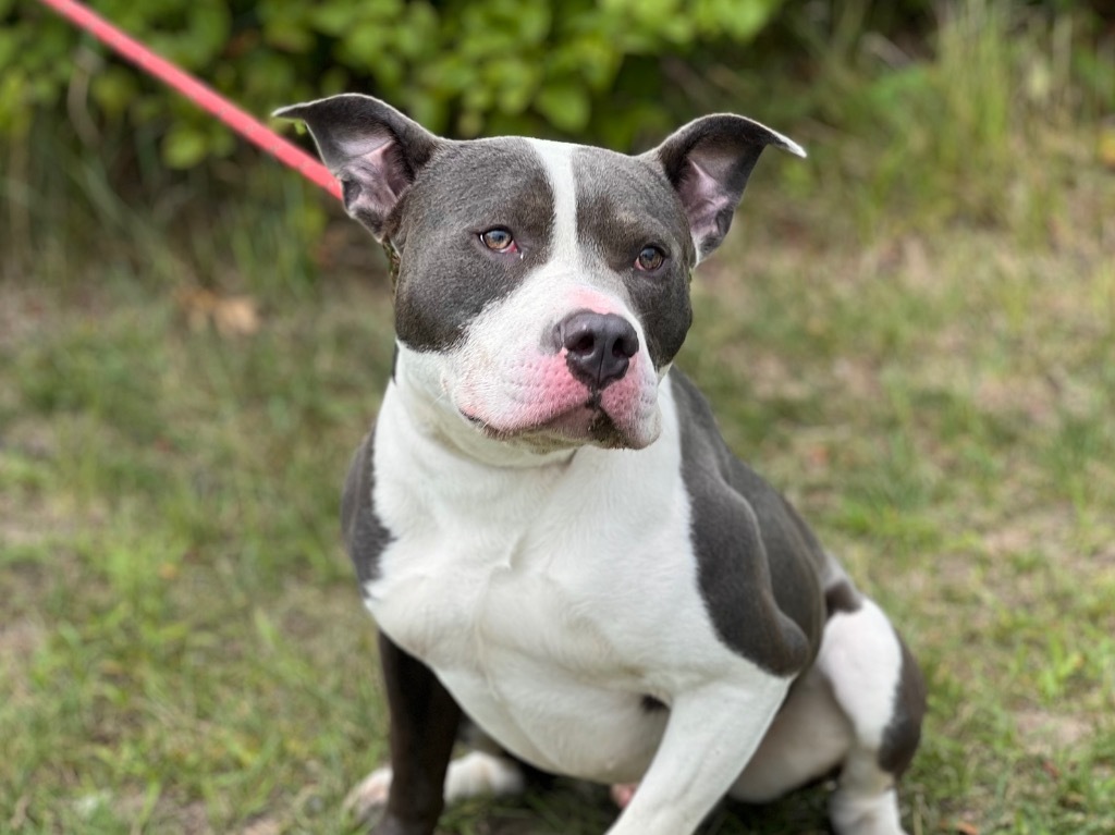 Goose (foster), an adoptable Mixed Breed in Muskegon, MI, 49442 | Photo Image 1