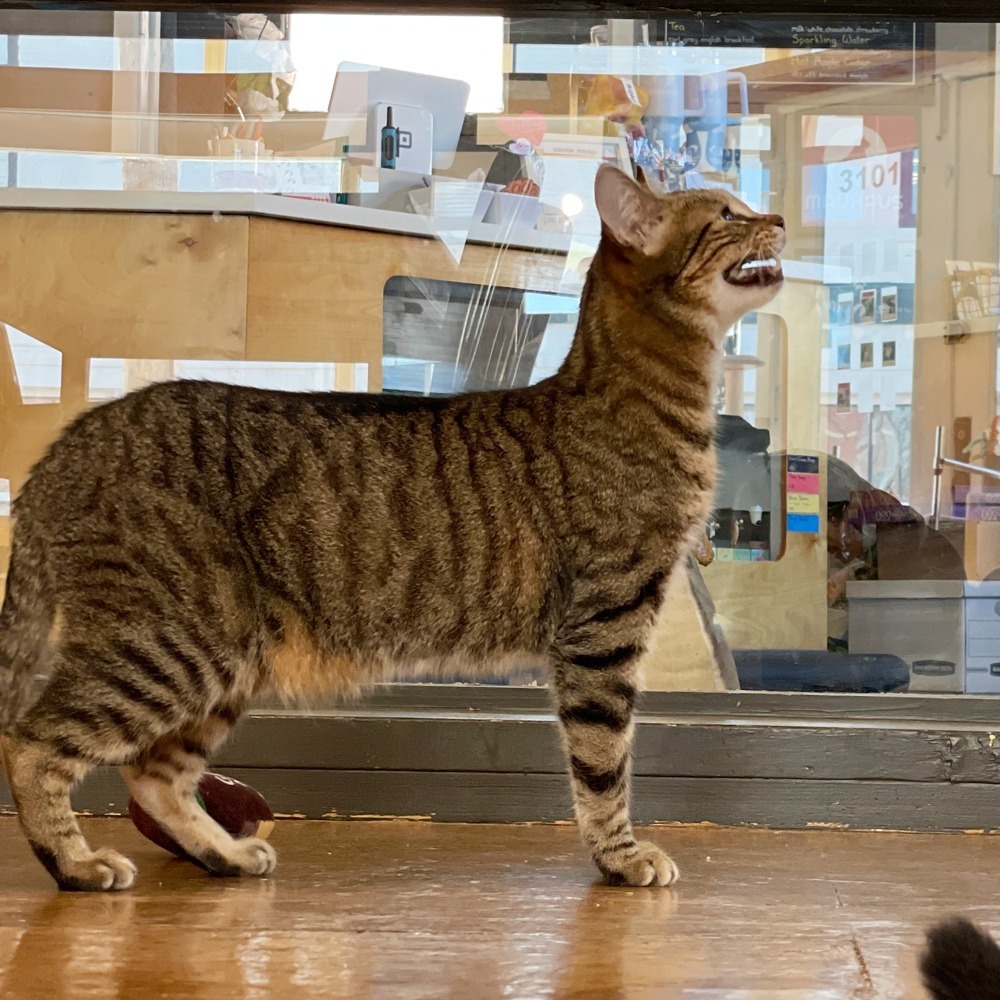 Terry, an adoptable Domestic Short Hair in St. Louis, MO, 63119 | Photo Image 2