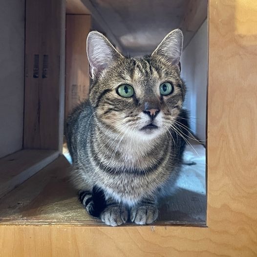 Terry, an adoptable Domestic Short Hair in St. Louis, MO, 63119 | Photo Image 3