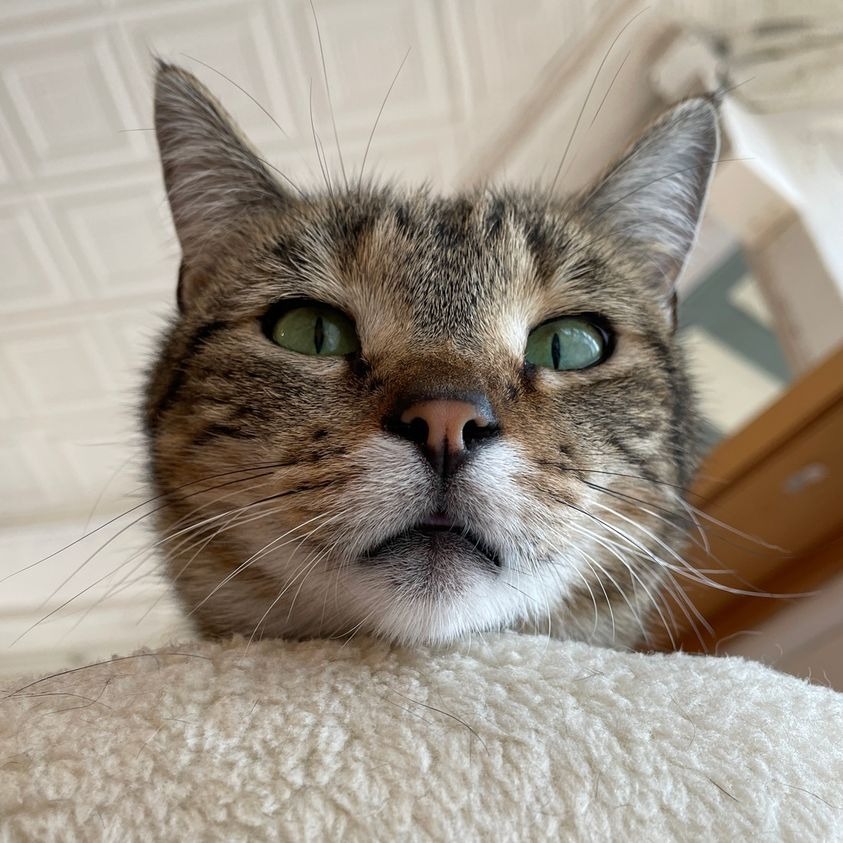 Terry, an adoptable Domestic Short Hair in St. Louis, MO, 63119 | Photo Image 5