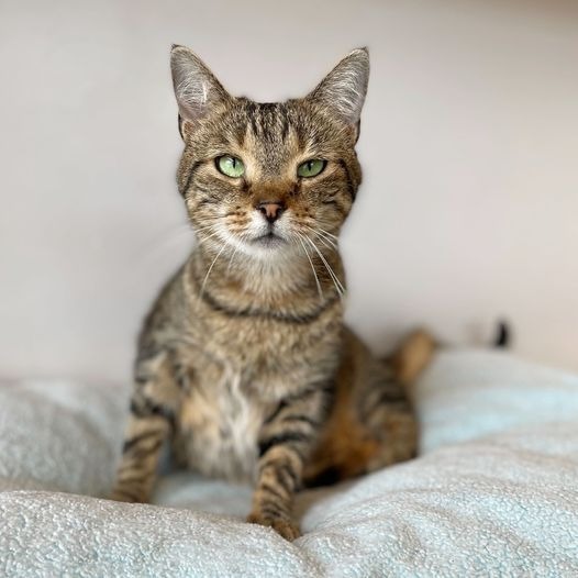 Terry, an adoptable Domestic Short Hair in St. Louis, MO, 63119 | Photo Image 6