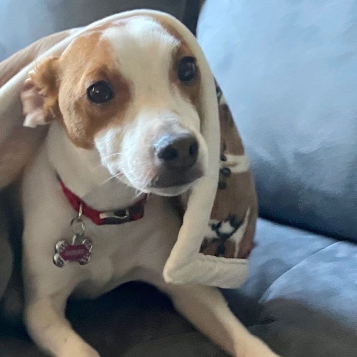 Skylar-Girl Jack Russell  5