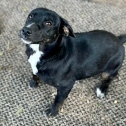 Rizzo, an adopted Retriever Mix in Rochester, NY_image-2
