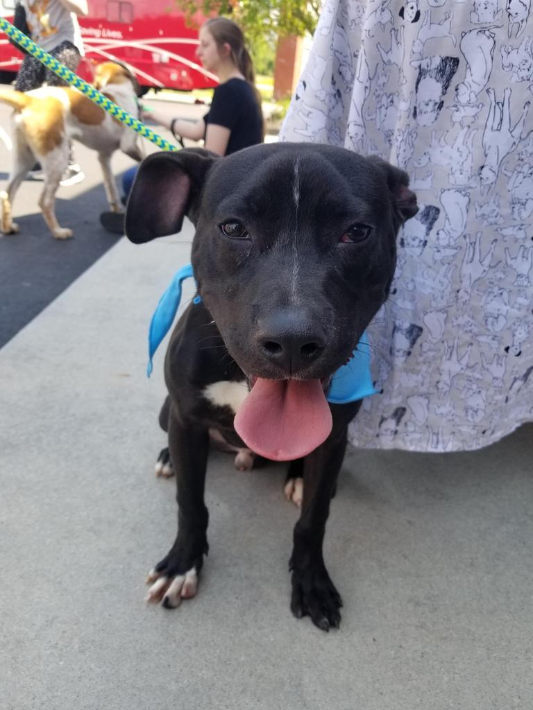 Cyrus, an adoptable Labrador Retriever, Pit Bull Terrier in New Bern, NC, 28563 | Photo Image 2