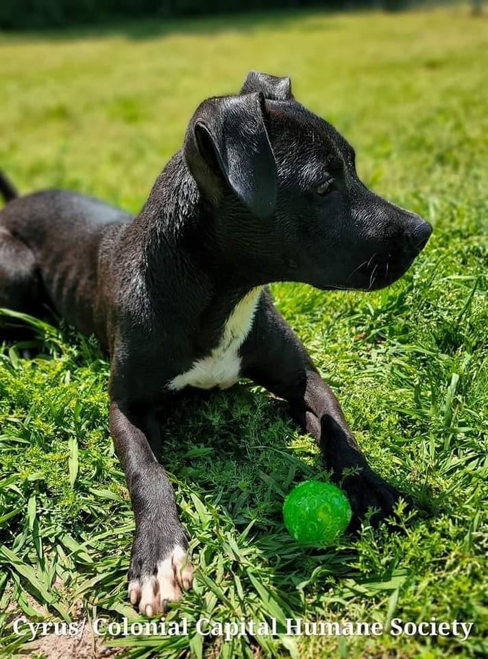 Cyrus, an adoptable Labrador Retriever, Pit Bull Terrier in New Bern, NC, 28563 | Photo Image 3