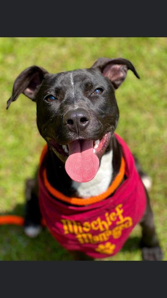 Cyrus, an adoptable Labrador Retriever, Pit Bull Terrier in New Bern, NC, 28563 | Photo Image 4