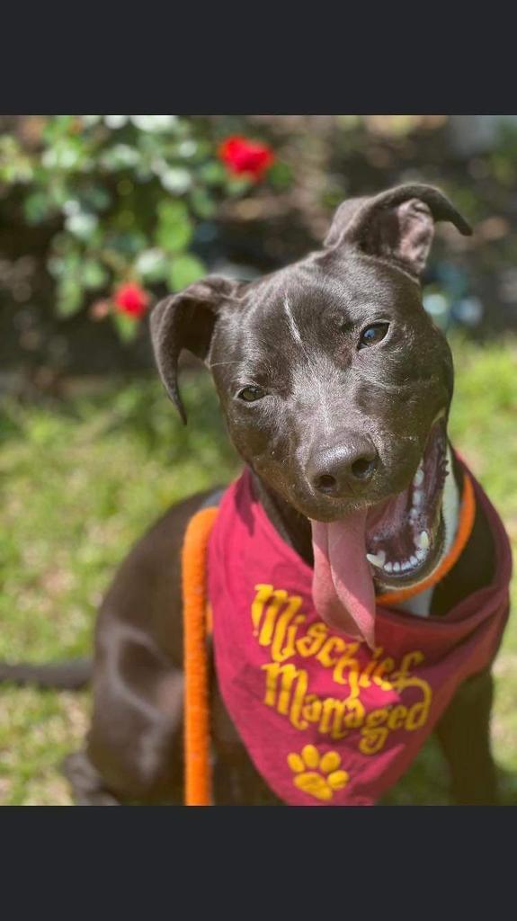 Cyrus, an adoptable Labrador Retriever, Pit Bull Terrier in New Bern, NC, 28563 | Photo Image 4