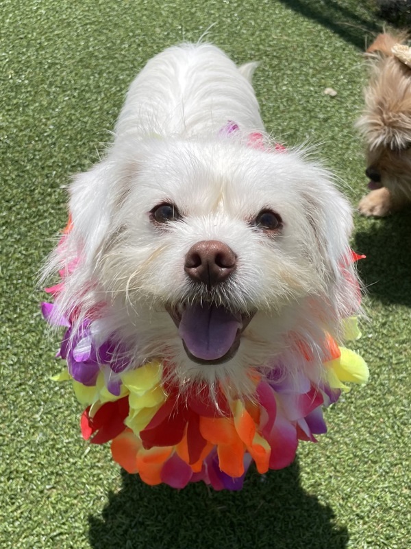 West highland cairn terrier mix cheap