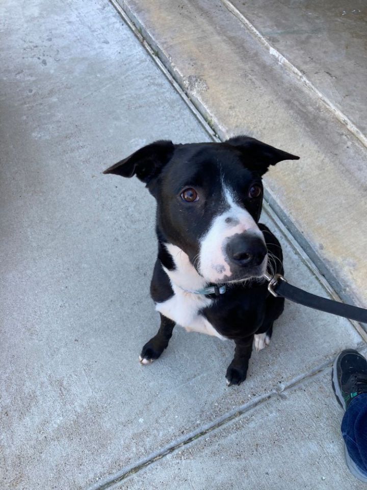 Dog for adoption - Jet #1051, a Black Labrador Retriever & Border ...