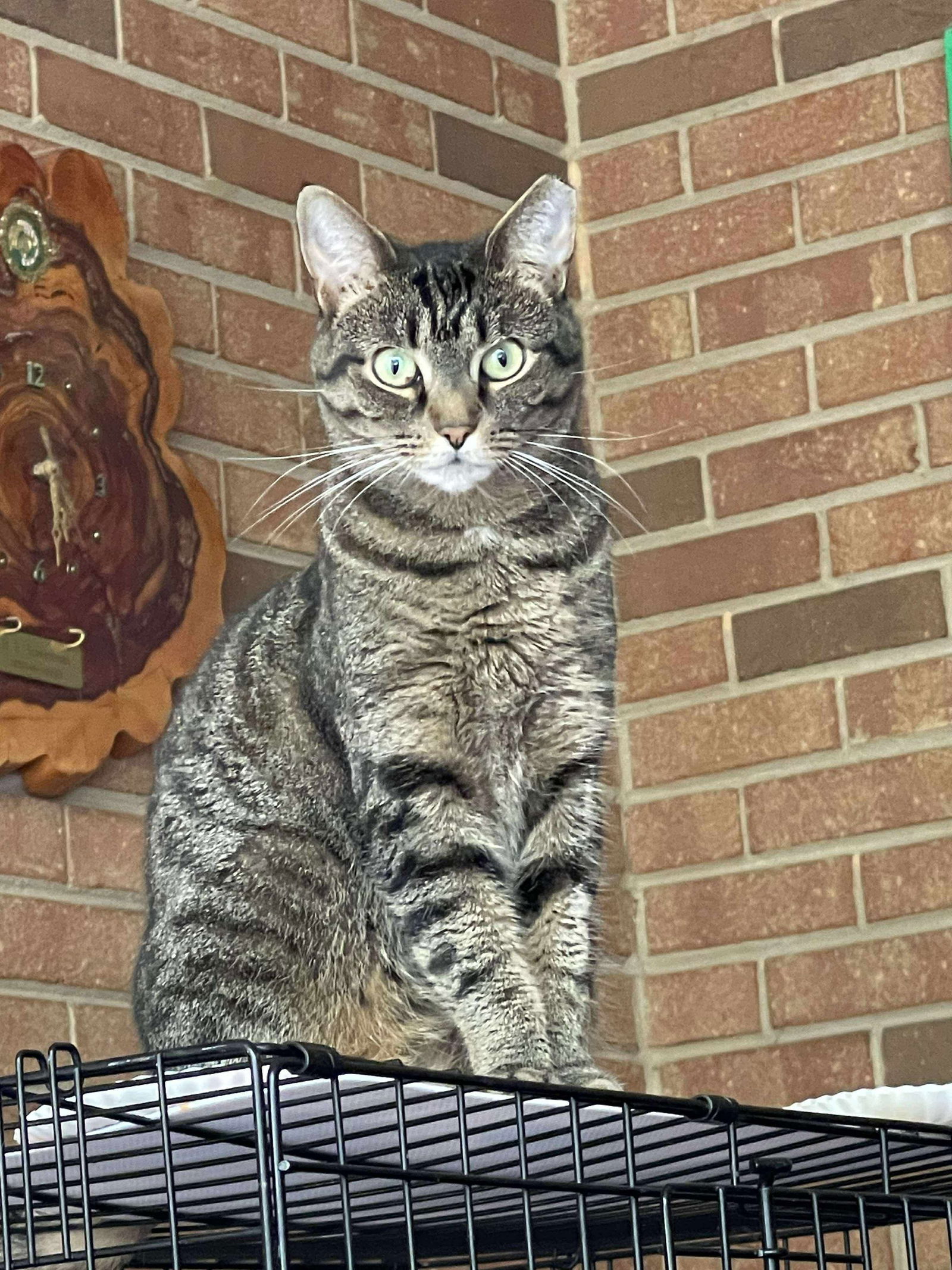 Stripes, an adoptable Domestic Short Hair in Oakboro , NC, 28129 | Photo Image 1