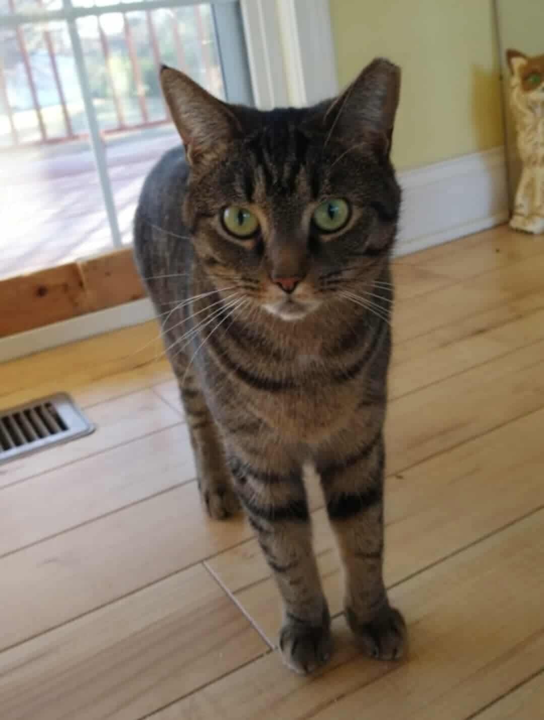 Stripes, an adoptable Domestic Short Hair in Oakboro , NC, 28129 | Photo Image 2