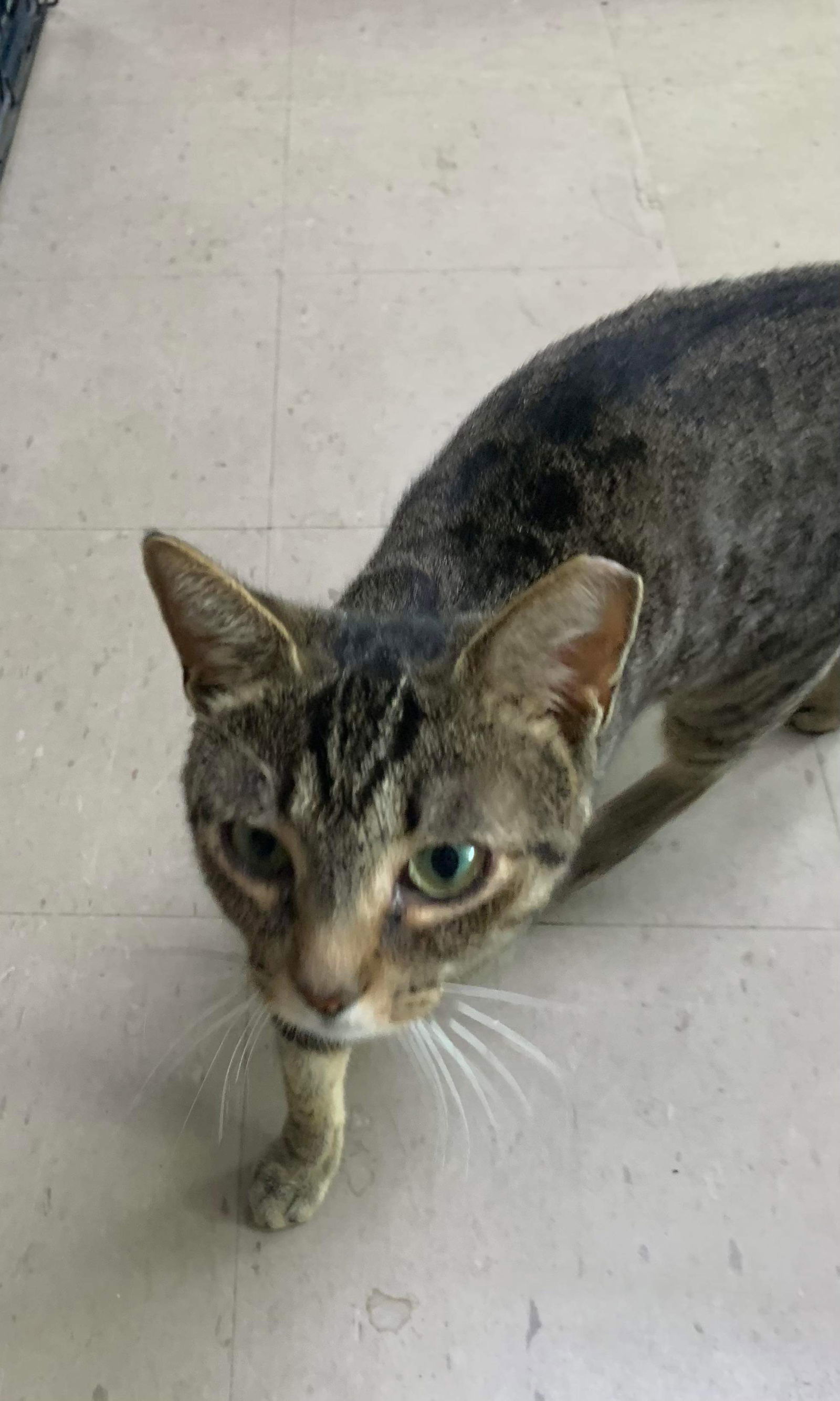 Stripes, an adoptable Domestic Short Hair in Oakboro , NC, 28129 | Photo Image 3