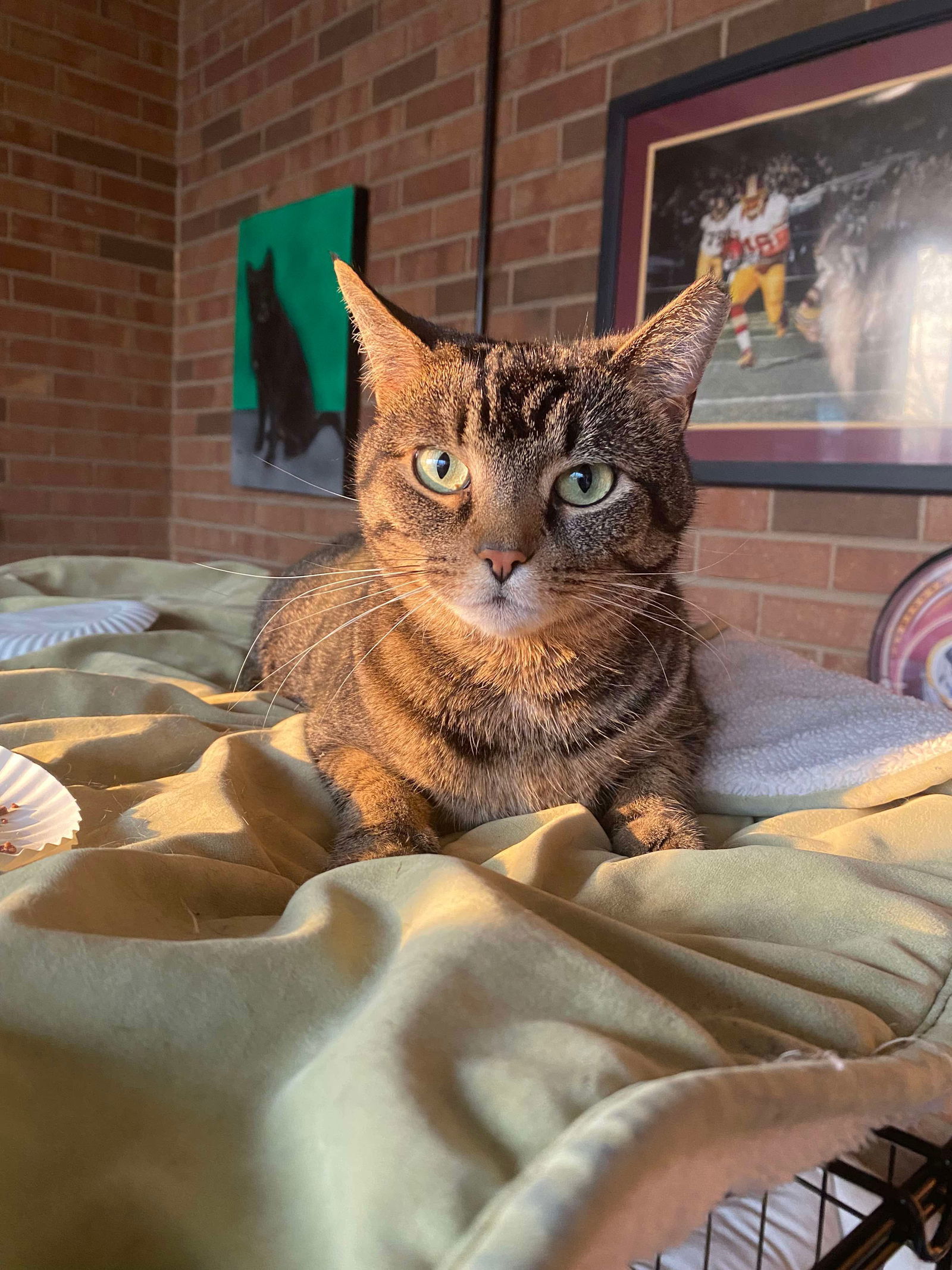 Stripes, an adoptable Domestic Short Hair in Oakboro , NC, 28129 | Photo Image 3