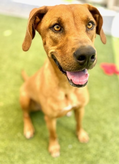 Rusty, an adoptable Redbone Coonhound, Mixed Breed in Port Saint Joe, FL, 32456 | Photo Image 1