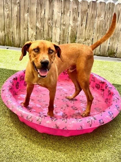 Rusty, an adoptable Redbone Coonhound, Mixed Breed in Port Saint Joe, FL, 32456 | Photo Image 2